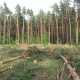 Wycinają las
